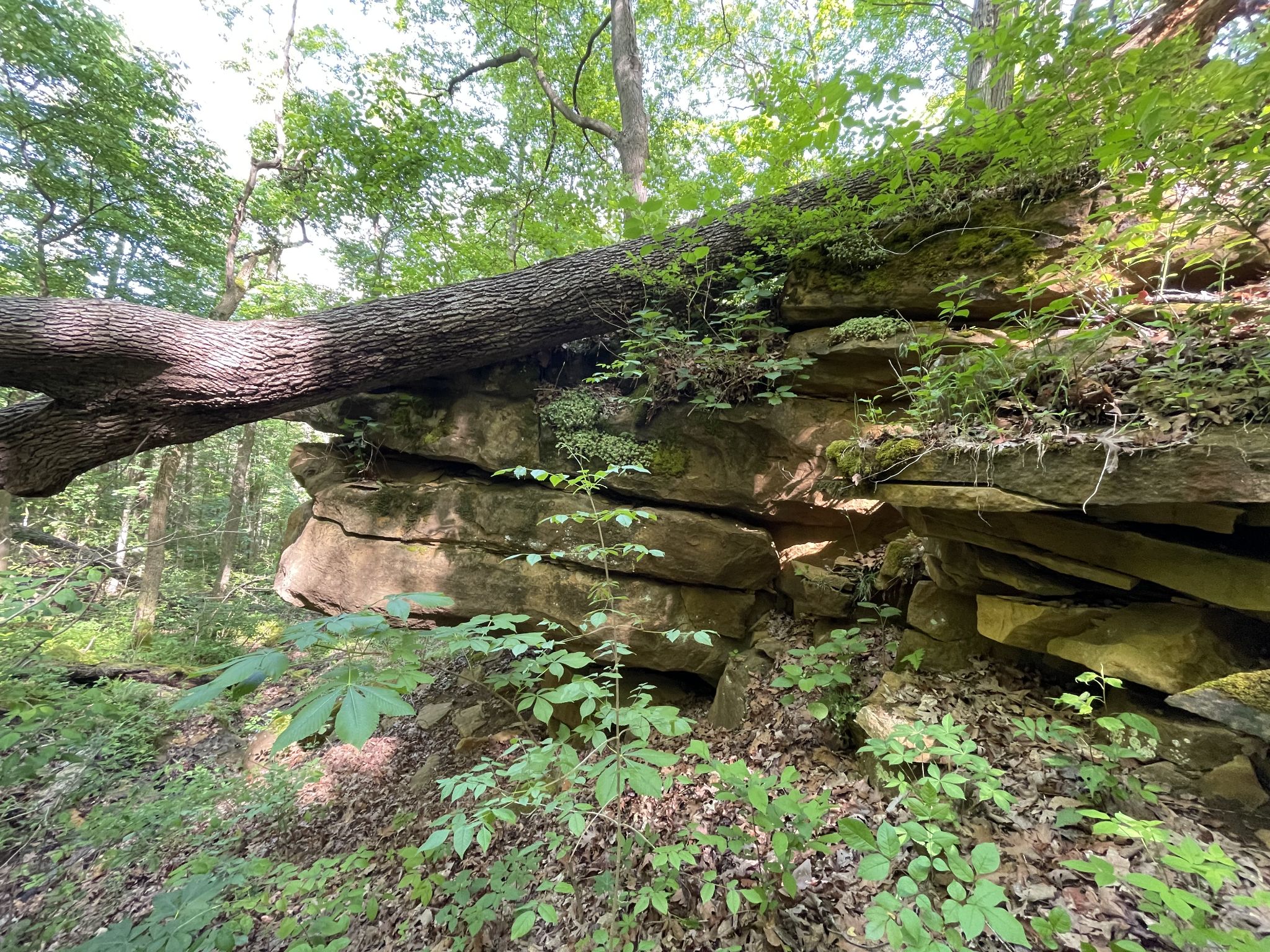 Adams county habitat 3